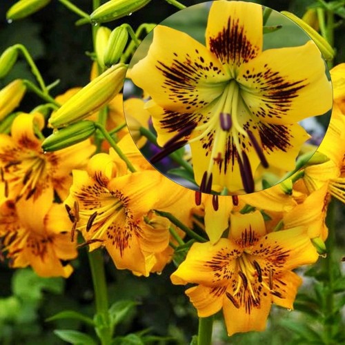 Lilium 'Yellow Bruse' - Liilia 'Yellow Bruse' 